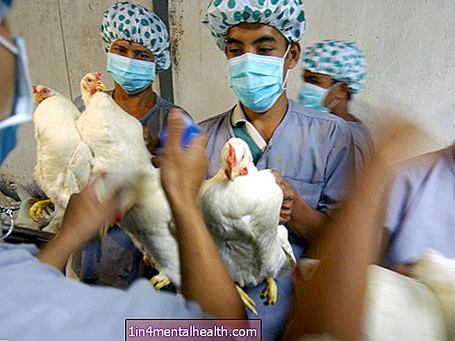ptačí chřipka - ptačí chřipka
