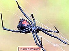 ¿Qué sucede después de la picadura de una araña viuda negra? - mordeduras y picaduras