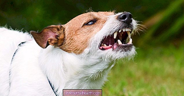 Mis juhtub, kui koera hammustus nakatub? - hammustab-torkab