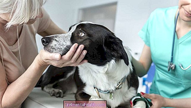 Proč se u psů po operaci objeví infekce?