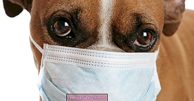 Kas koerapõletik võib olla järgmine pandeemia? - seagripp
