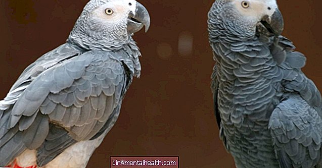 Er noen papegøyer uselviske? - veterinær