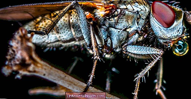 Sykehusfluer har nok egne 'bugs' til å forårsake infeksjon - veterinær