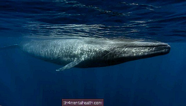 ¿Qué tan rápido late el corazón de una ballena azul? - veterinario