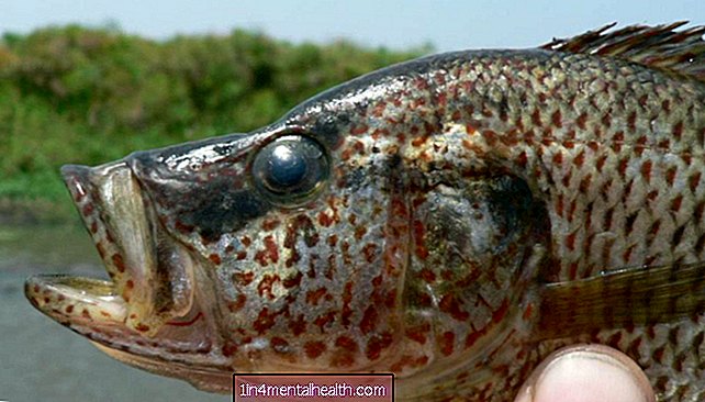 Forskere finner over 40 nye fiskearter i en innsjø - veterinær