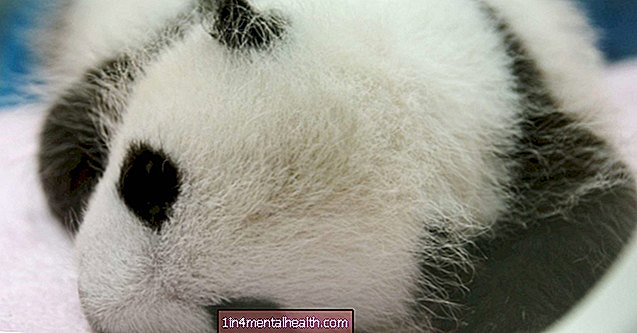 ¿Por qué los bebés pandas son tan pequeños? Estudio explora - veterinario